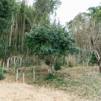 神戸市北区淡河町勝雄の売買物件/裏の山林もついてきます