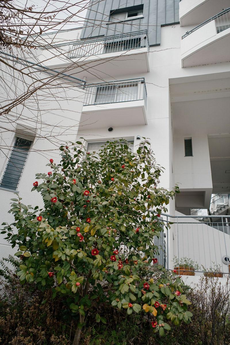 西宮市東山台の売買物件/椿が咲いていました