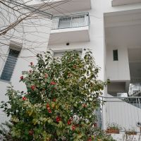 西宮市東山台の売買物件/椿が咲いていました