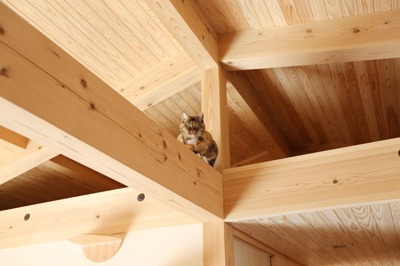 加古郡稲美町加古の売買物件/猫のための家でもあります