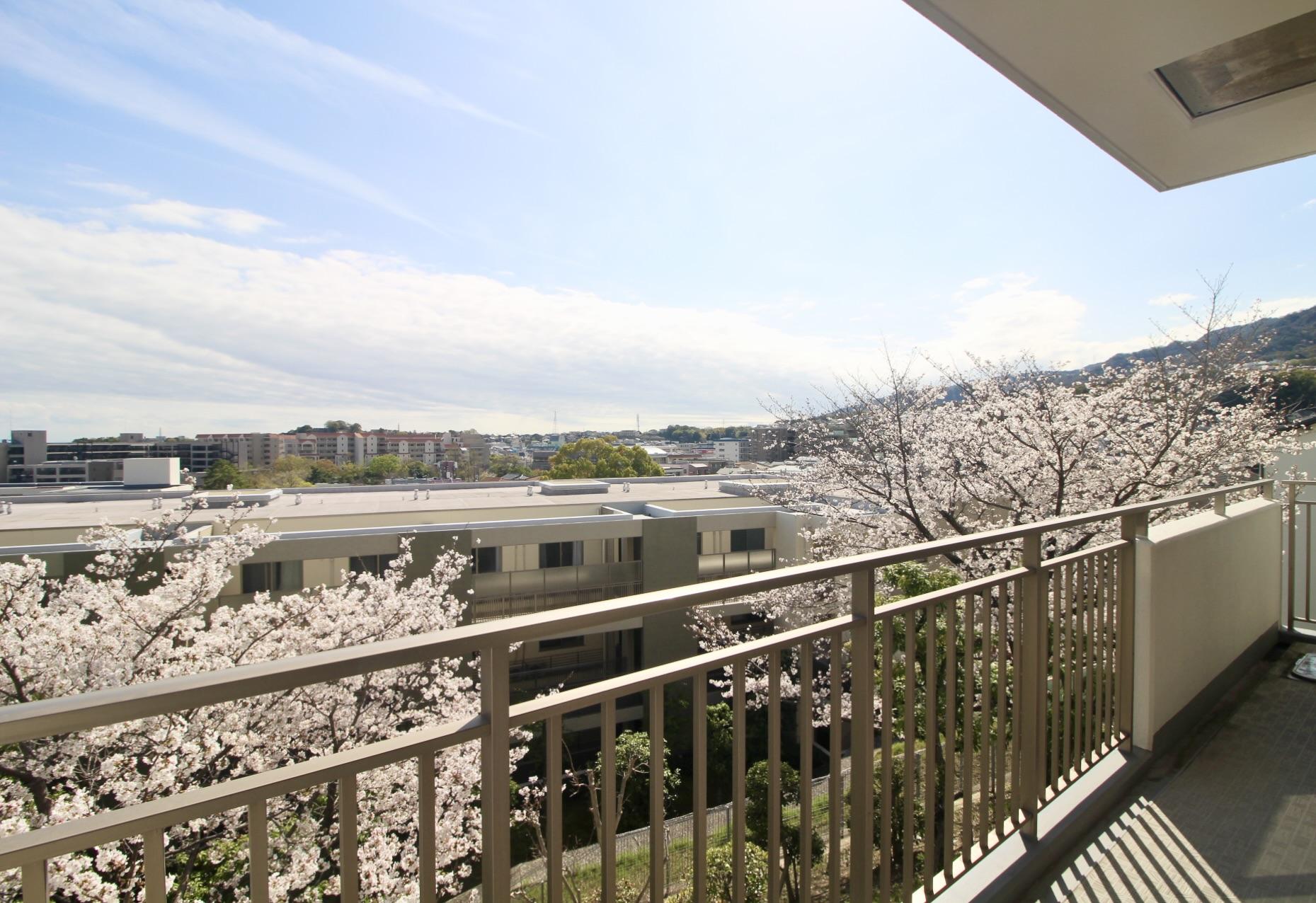 西宮市桜町の売買物件/視界いっぱいに広がる、180度の桜。