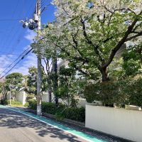 西宮市桜町の売買物件/マンションの内外は、桜や緑でいっぱい。