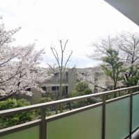 西宮市桜町の売買物件/1階バルコニーの目の前に、桜の木。