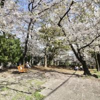 西宮市桜町の売買物件/すぐそばの豊楽公園も花見スポット。