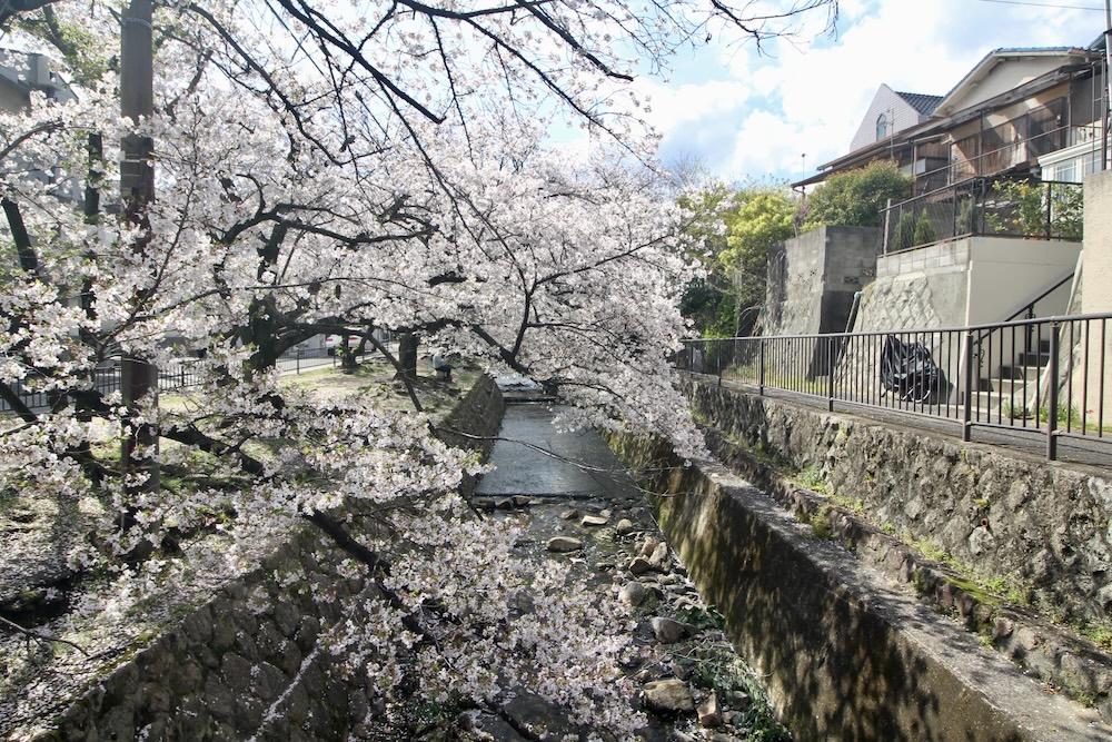 西宮市桜町の売買物件/すぐそばの川沿いには、桜並木が続く。