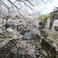 西宮市桜町の売買物件/すぐそばの川沿いには、桜並木が続く。