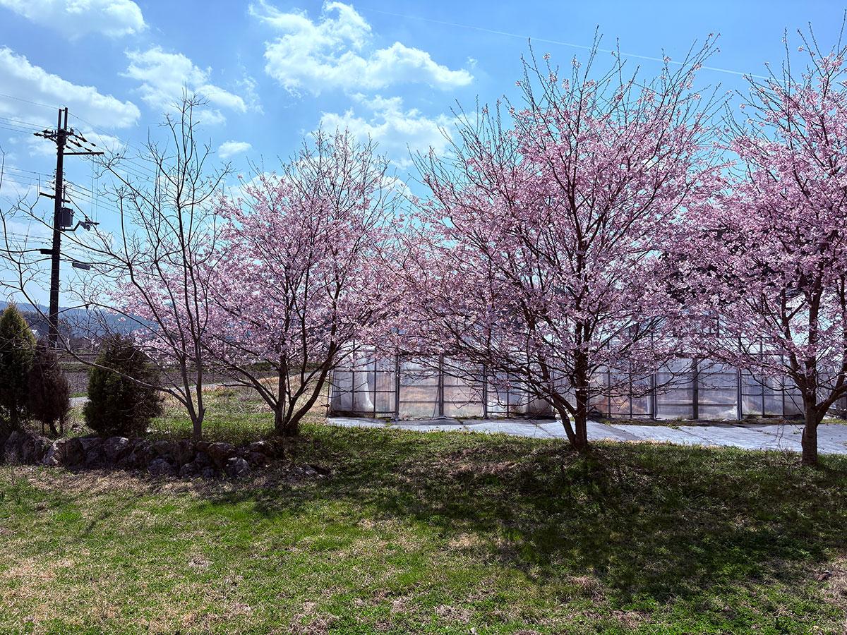 丹波篠山市瀬利の売買物件/桜がきれいでした