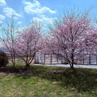 丹波篠山市瀬利の売買物件/桜がきれいでした