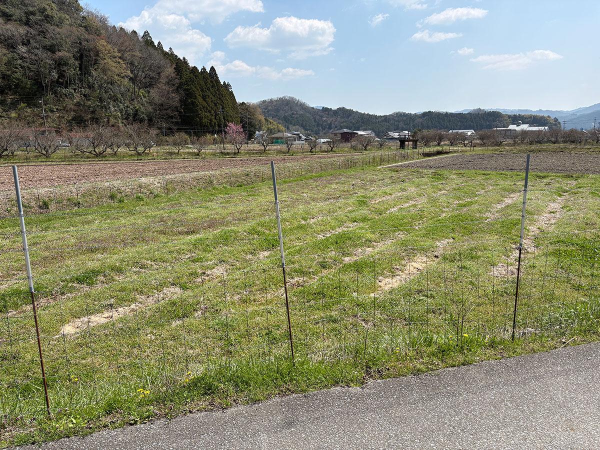 丹波篠山市瀬利の売買物件/物件前の農地（畑）