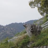 神戸市灘区赤松町の売買物件/山もすぐそこに見える