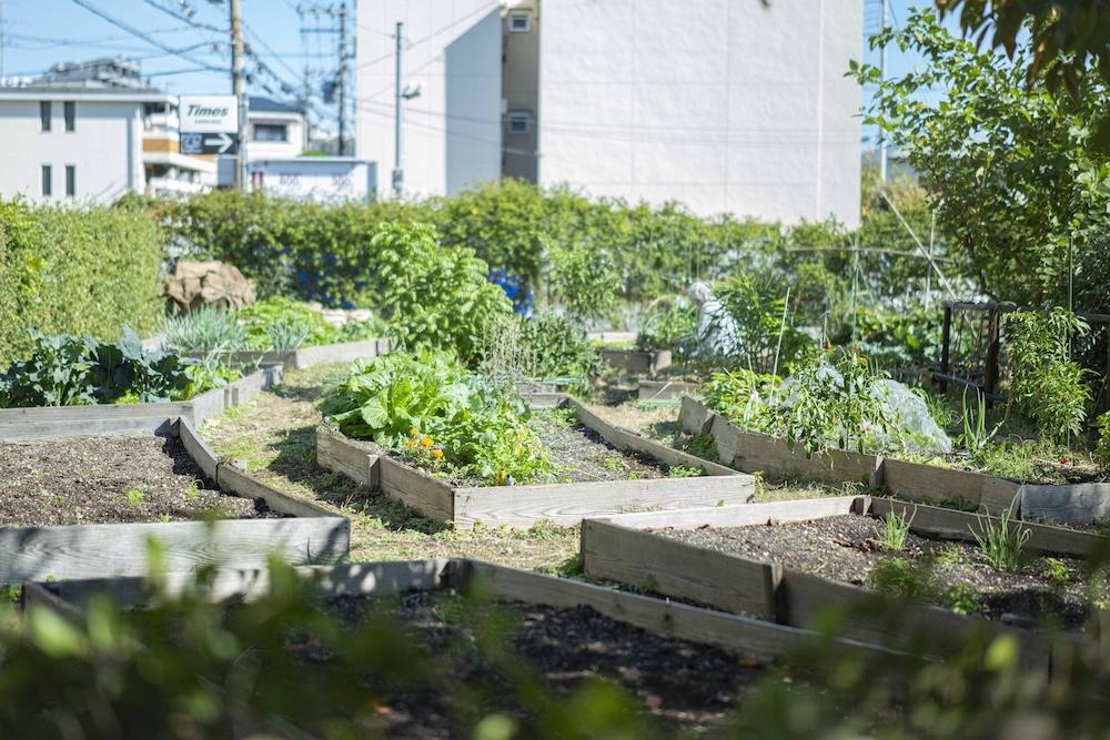 芦屋市宮塚町の賃貸物件/シェア農園では入居テナントや近隣住民の方が野菜を育てています。