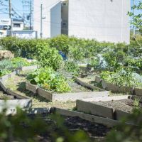 芦屋市宮塚町の賃貸物件/シェア農園では入居テナントや近隣住民の方が野菜を育てています。