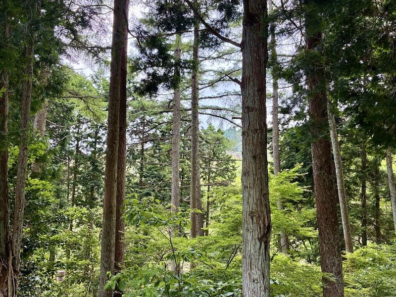 神戸市灘区六甲山町西谷山の売買物件/マンションは緑に囲まれて