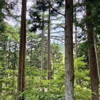 神戸市灘区六甲山町西谷山の売買物件/マンションは緑に囲まれて