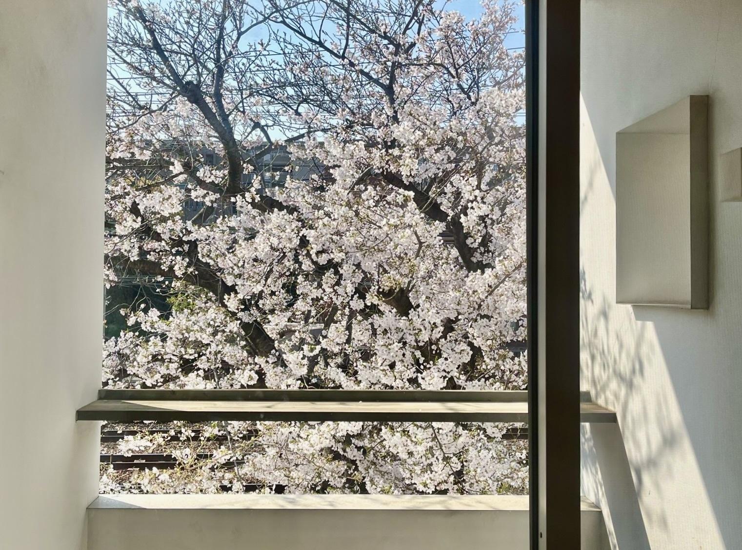 芦屋市翠ケ丘町の賃貸物件/春になると桜が満開。とっておきのテラス