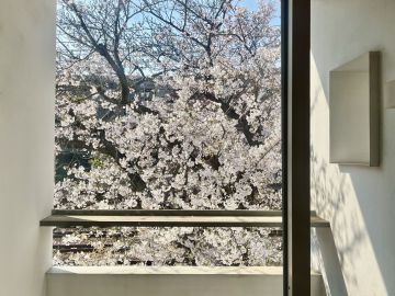 芦屋市翠ケ丘町の賃貸物件/来年もまた、桜