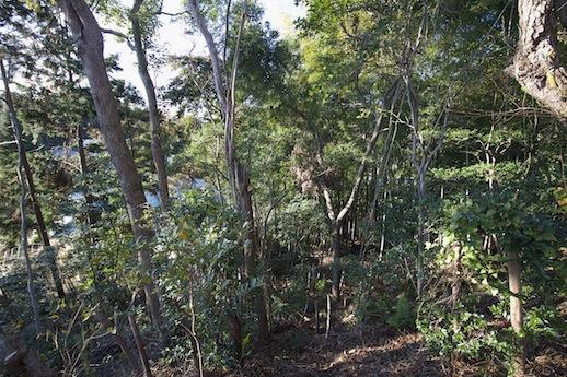 斜面を下った先に竹林の趣