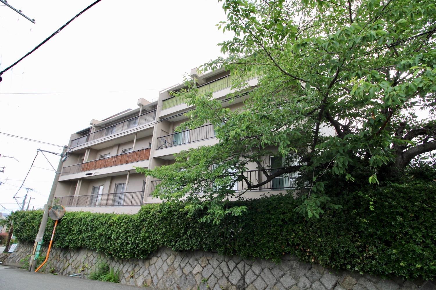春が待ち遠しい桜の木がお出迎え