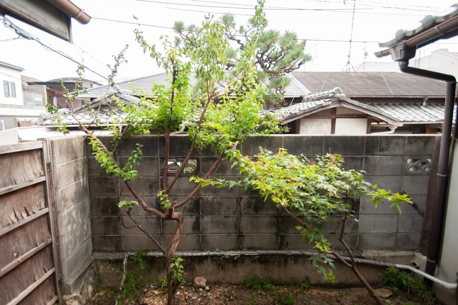 坪庭の緑。お向かいの松の木も借景に