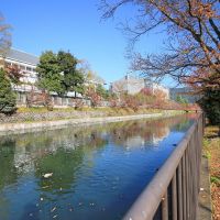 京都市左京区岡崎円勝寺町38-8の賃貸物件/通りに出ればこの風景。カモ達も気持ちよさそうに浮かんでました。