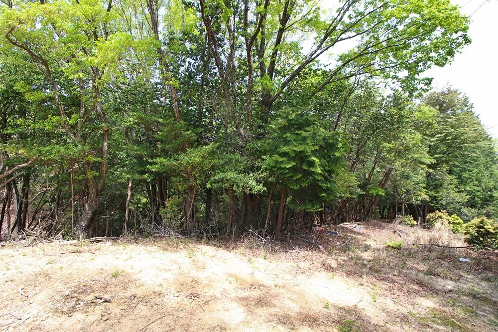 傾斜地の北側