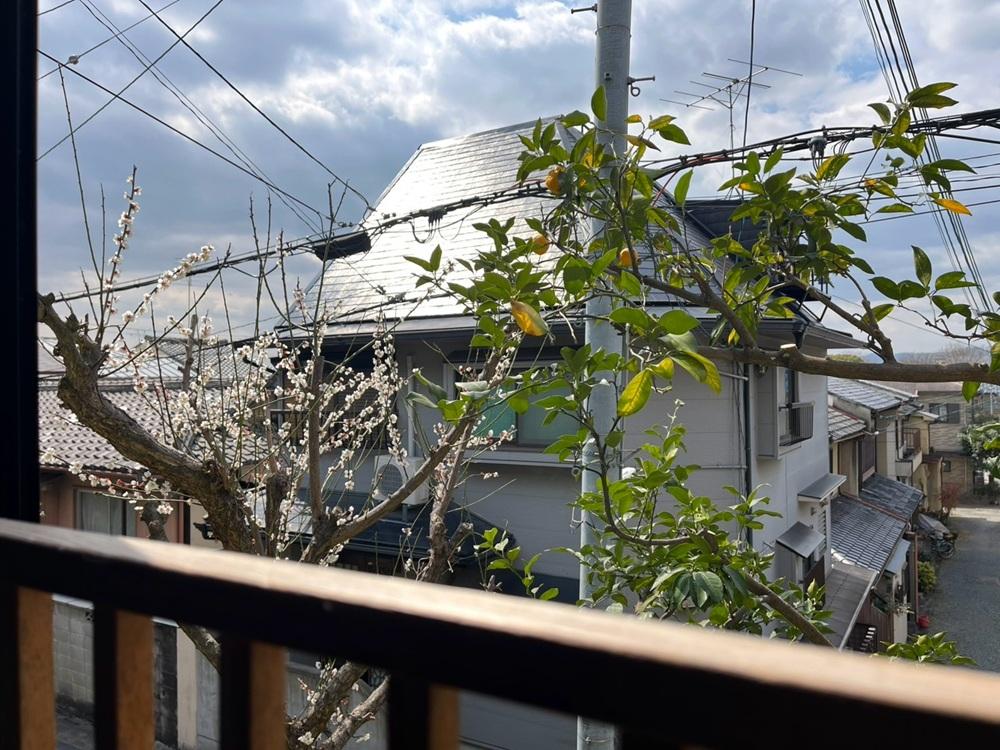 京都市左京区吉田中大路町の売買物件/キッチン正面の窓から梅と柚子が見える。収穫してジャムや梅干し作りなども楽しめそう。