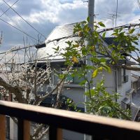 京都市左京区吉田中大路町の売買物件/キッチン正面の窓から梅と柚子が見える。収穫してジャムや梅干し作りなども楽しめそう。