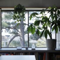 京都市左京区北白川追分町1-4の売買物件/障子を開けると正面に松（photo by来田猛氏）