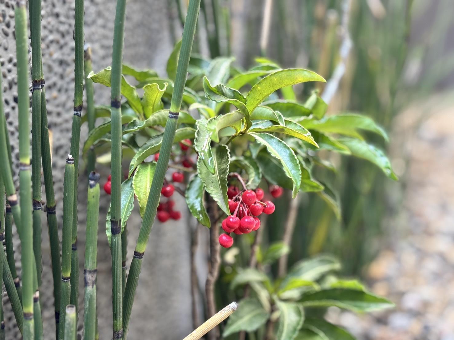 京都市上京区東今⼩路町744-28の賃貸物件/門を入ったところには、正月の縁起物として古くから親しまれているマンリョウも。
