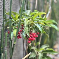 京都市上京区東今⼩路町744-28の賃貸物件/門を入ったところには、正月の縁起物として古くから親しまれているマンリョウも。