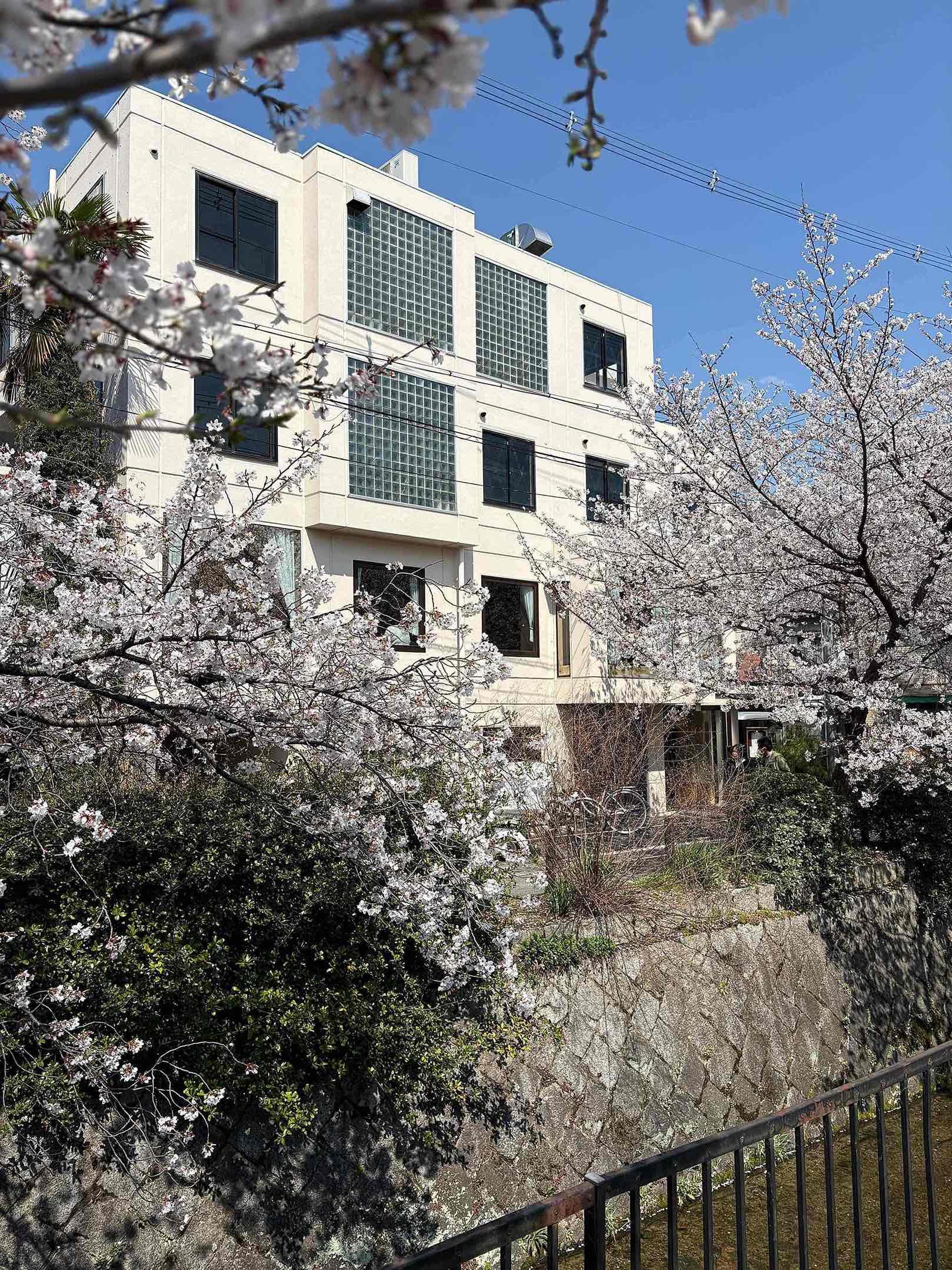 京都市左京区北白川久保田町29-9の賃貸物件/建物外観は規則正しく並んだ窓が印象的。上の2フロアが今回の区画。目の前には桜のトンネルが出来ていました。設計は建築家若林広幸氏によるもの。