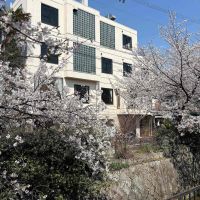 京都市左京区北白川久保田町29-9の賃貸物件/建物外観は規則正しく並んだ窓が印象的。上の2フロアが今回の区画。目の前には桜のトンネルが出来ていました。設計は建築家若林広幸氏によるもの。