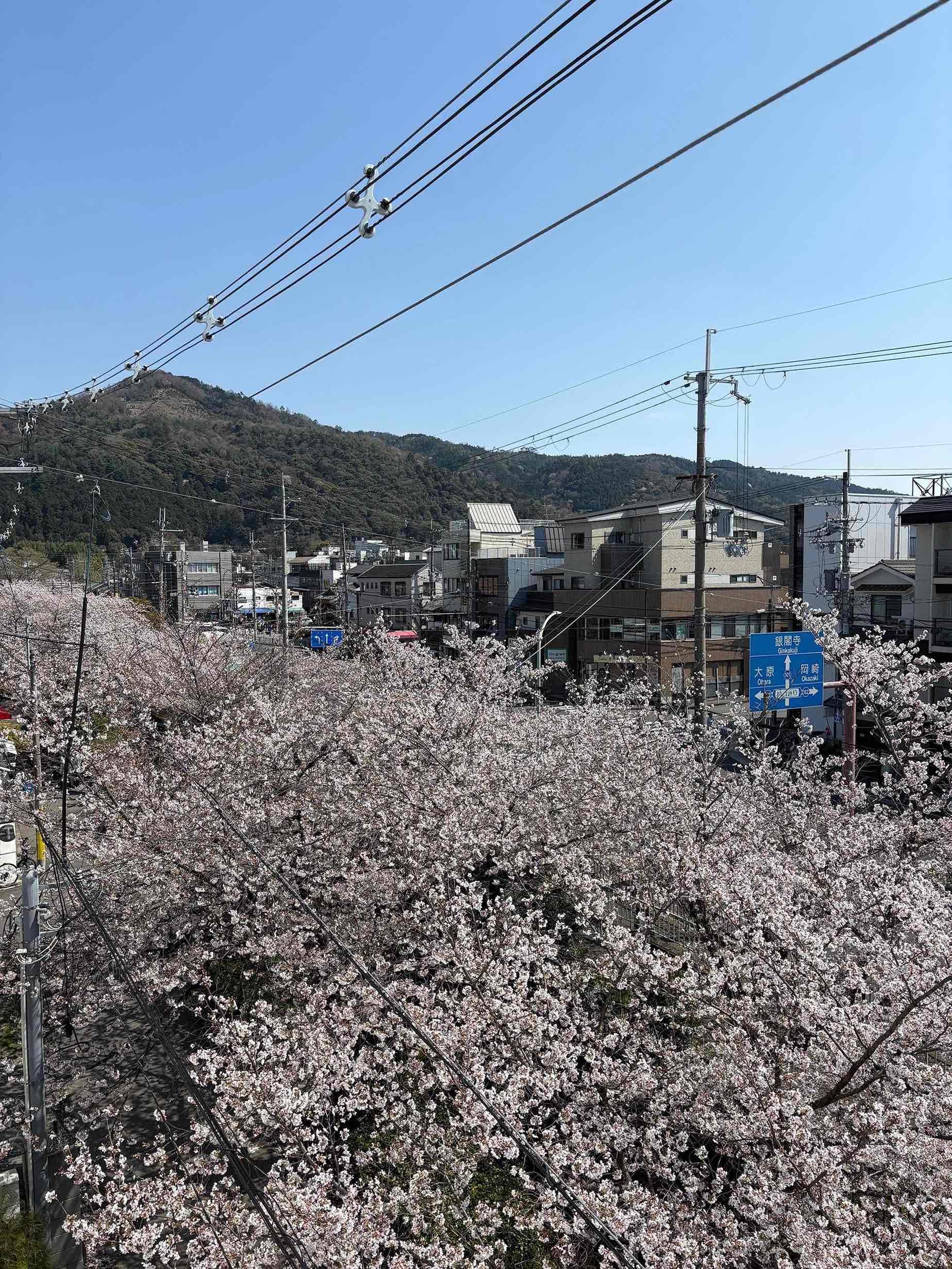 京都市左京区北白川久保田町29-9の賃貸物件/窓からも、疎水、桜並木、大文字の3点セットが楽しめる