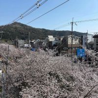 京都市左京区北白川久保田町29-9の賃貸物件/窓からも、疎水、桜並木、大文字の3点セットが楽しめる