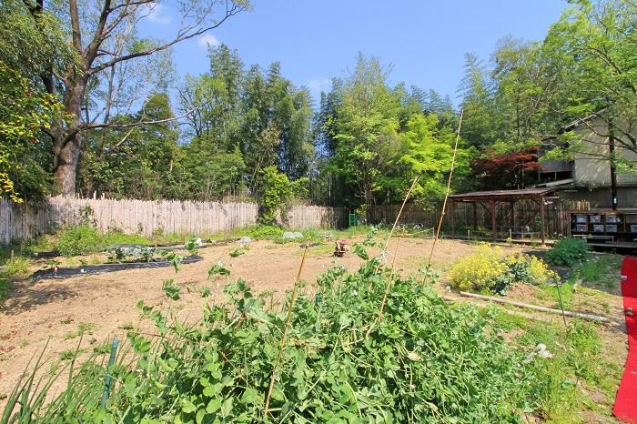 京都市山科区日ノ岡坂脇町21の賃貸物件/左側の巨木は竹を伐採したら出てきたムクノキ