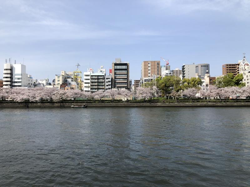 大阪市中央区天満橋京町の賃貸物件/大川沿いの桜並木