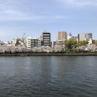 大阪市中央区天満橋京町の賃貸物件/大川沿いの桜並木