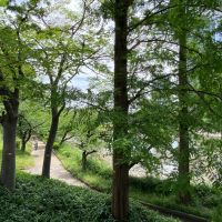 大阪市都島区中野町4丁目の賃貸物件/川辺に降りる道。木々が心地良いです。