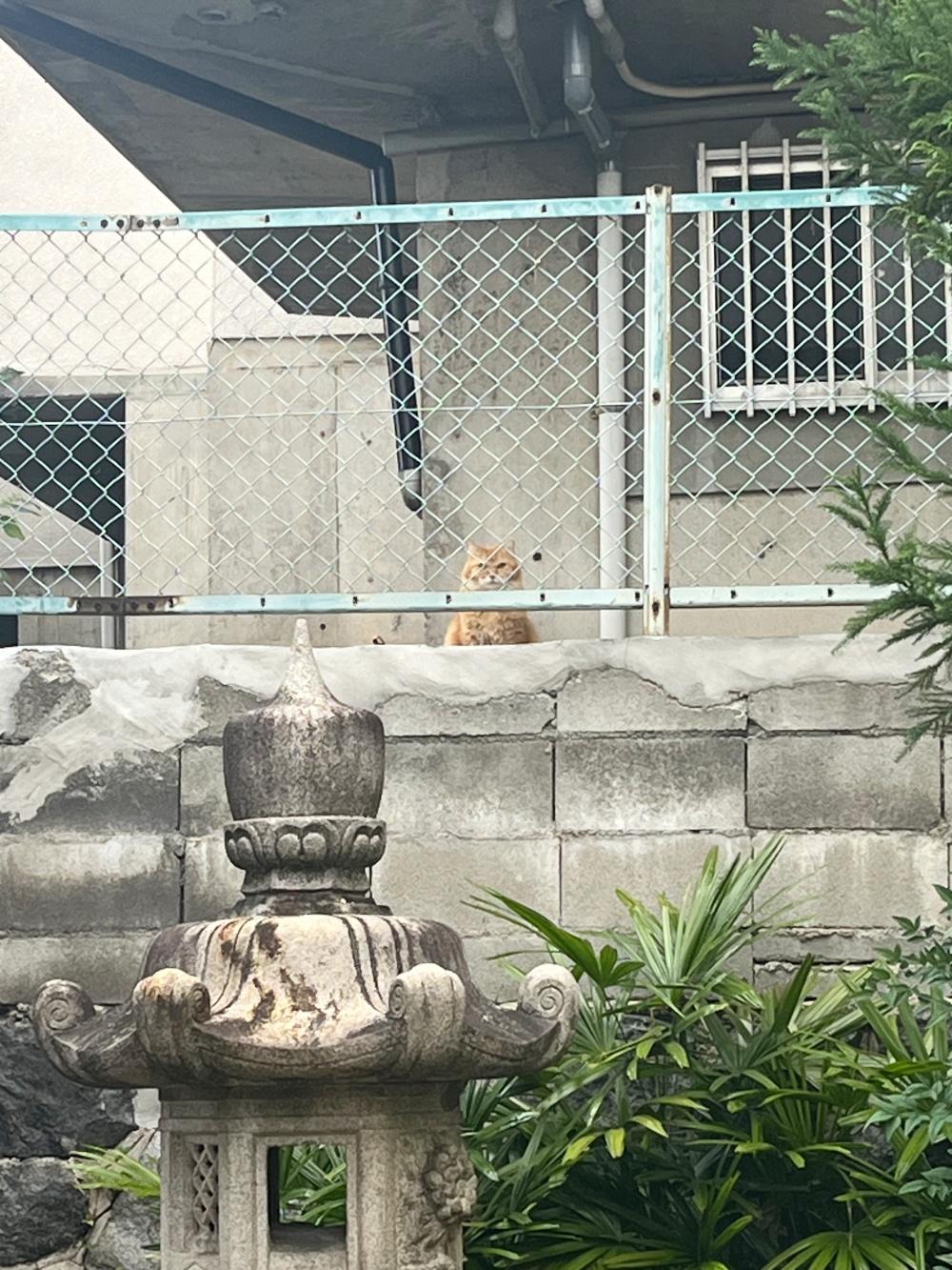東大阪市額田町の賃貸物件/丸々太ったネコちゃんを発見。