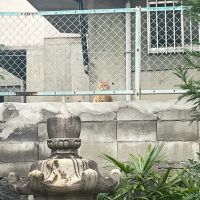 東大阪市額田町の賃貸物件/丸々太ったネコちゃんを発見。