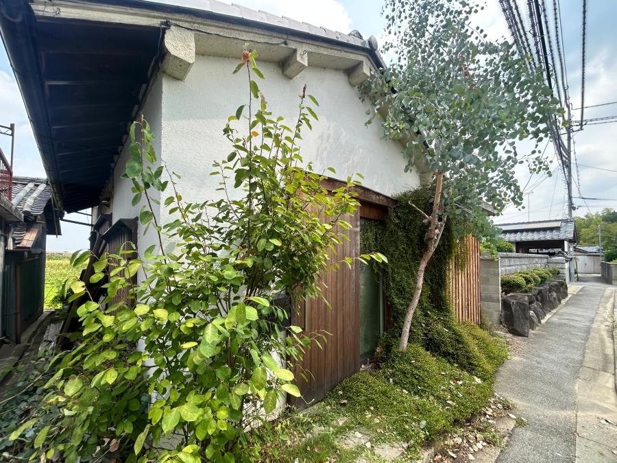 奈良県北葛城郡河合町川合の売買物件/小道を歩いていると大きなユーカリの木が出迎えてくれます。