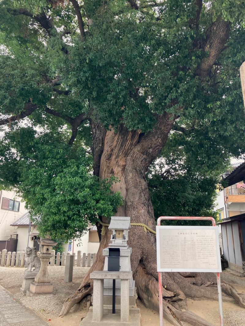 大阪府東大阪市御厨１丁目の賃貸物件/神社内、立派なクスノキ。