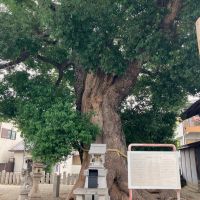 大阪府東大阪市御厨１丁目の賃貸物件/神社内、立派なクスノキ。