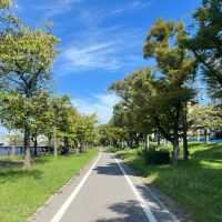 大阪府大阪市都島区網島町の賃貸物件/散歩のススメ③：並木道。春には桜が満開になります。