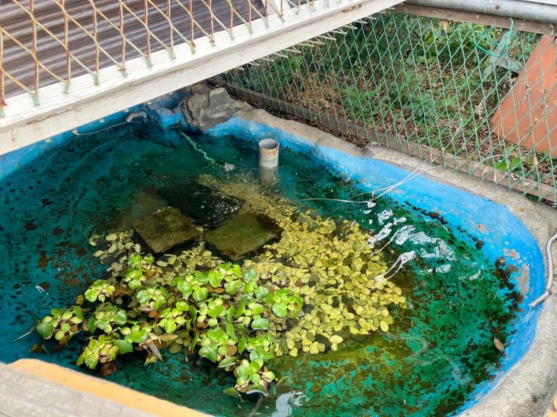 大阪府寝屋川市清水町の賃貸物件/緑地内では、メダカも観察できます。