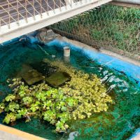 大阪府寝屋川市清水町の賃貸物件/緑地内では、メダカも観察できます。