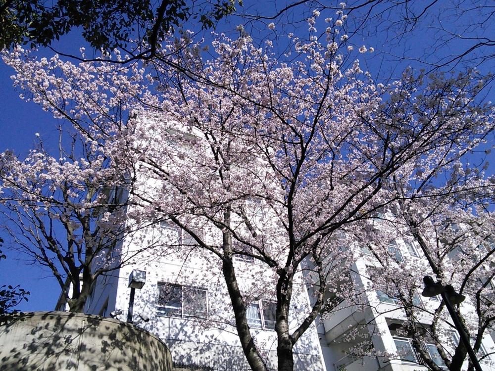 豊中市新千里西町２丁目の売買物件/桜の季節も楽しみのひとつ。