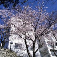 豊中市新千里西町２丁目の売買物件/桜の季節も楽しみのひとつ。