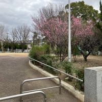 大阪府豊中市螢池南町３丁目の賃貸物件/少し行くと梅の咲く公園。