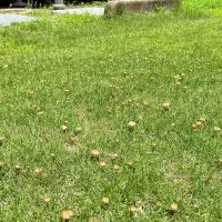 大阪市東淀川区の賃貸物件/散歩のすすめ②：近所の公園にきのこ！